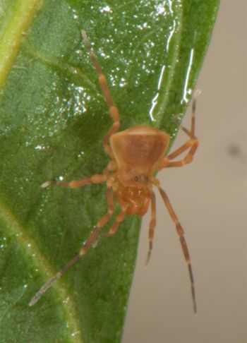 Media type: image;   Invertebrate Zoology 136540